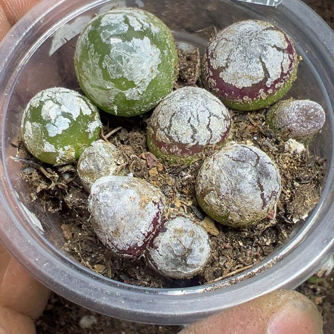 【闪购商品】 527。   