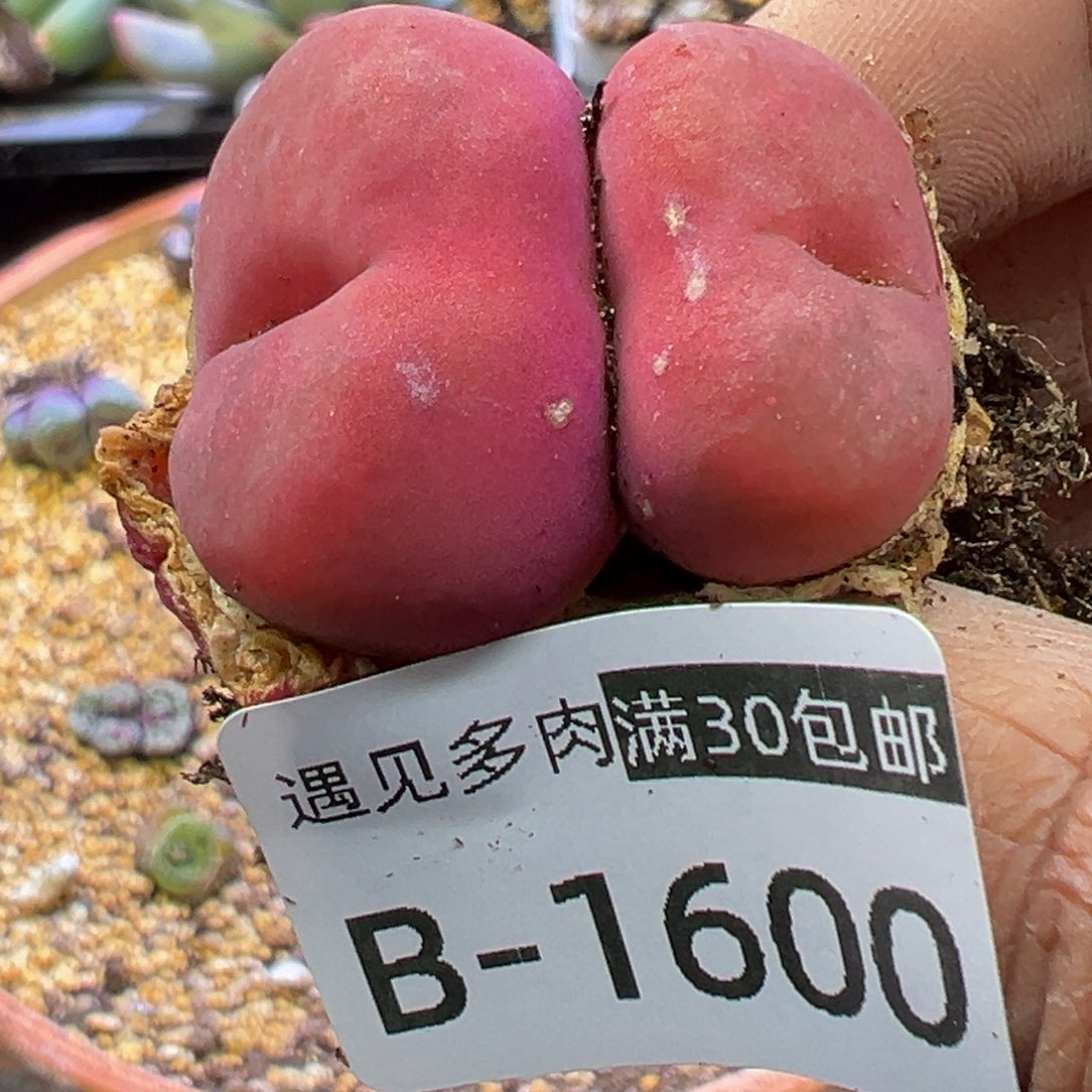 多肉植物1111111111111111