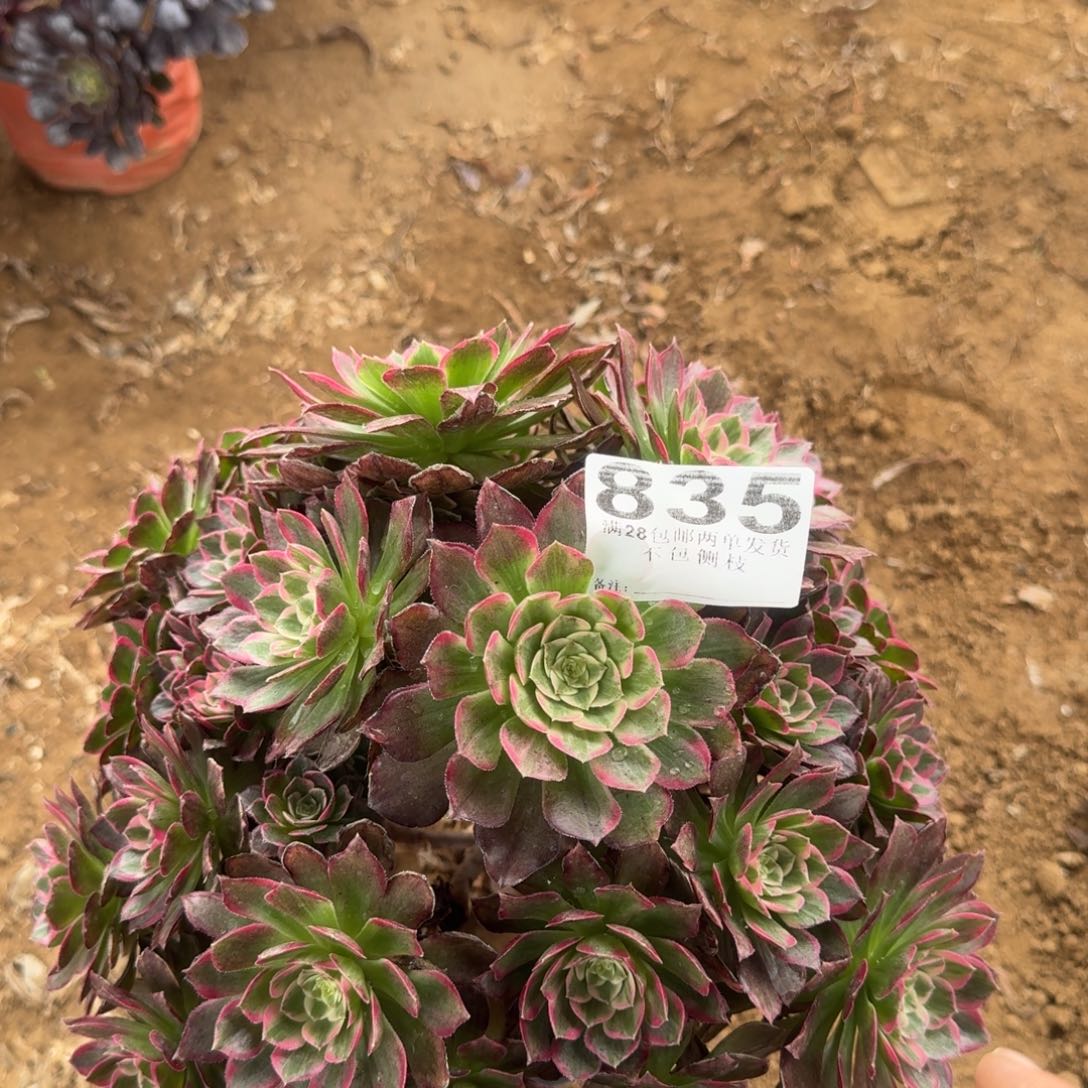 835号莲母本清棚不包损