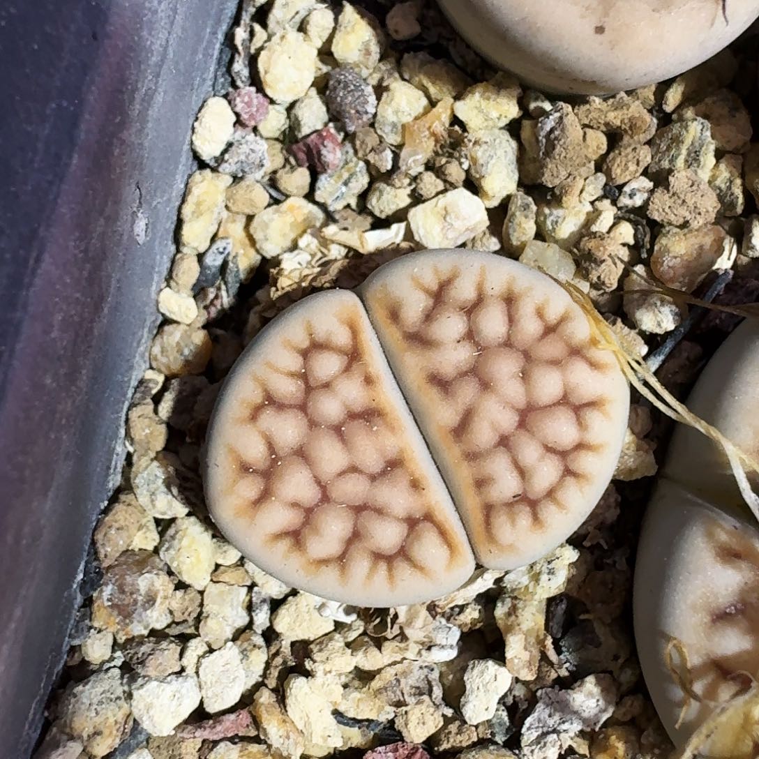 多肉植物福利肉锥