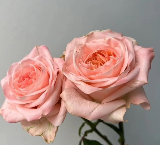 女娲中苗 超新品切花扦插月季阳台庭院切花玫瑰