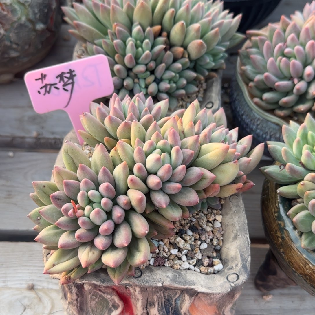 苏*梦红蜻蜓群老桩多肉五十