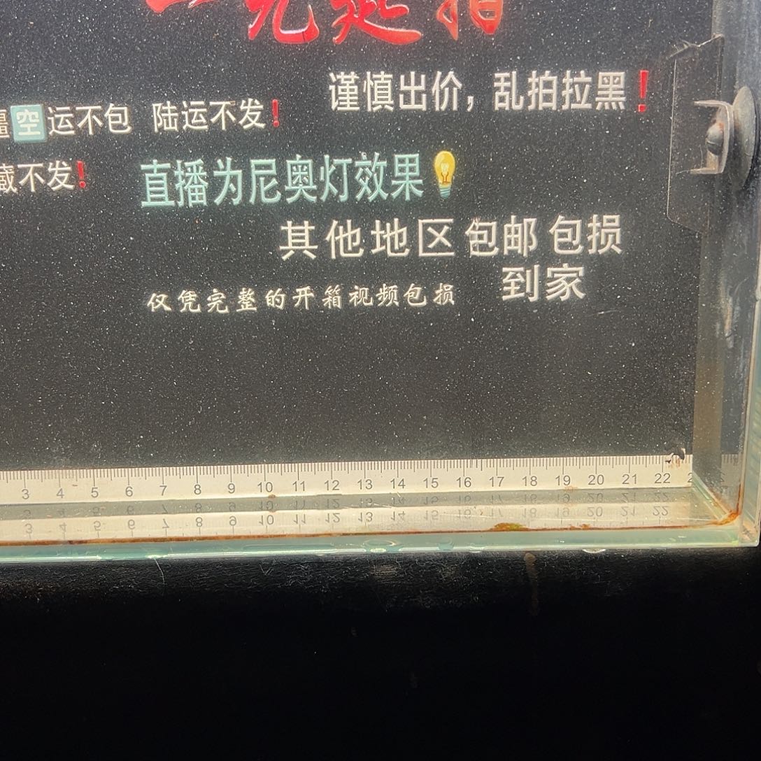 蓝口孵鱼七星雷龙七星雷龙