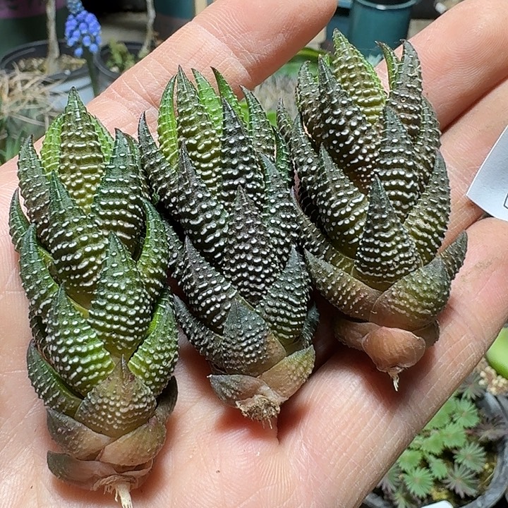 143九轮塔无根侧芽一个随机