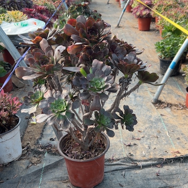 72灰圆多肉多肉多肉多肉