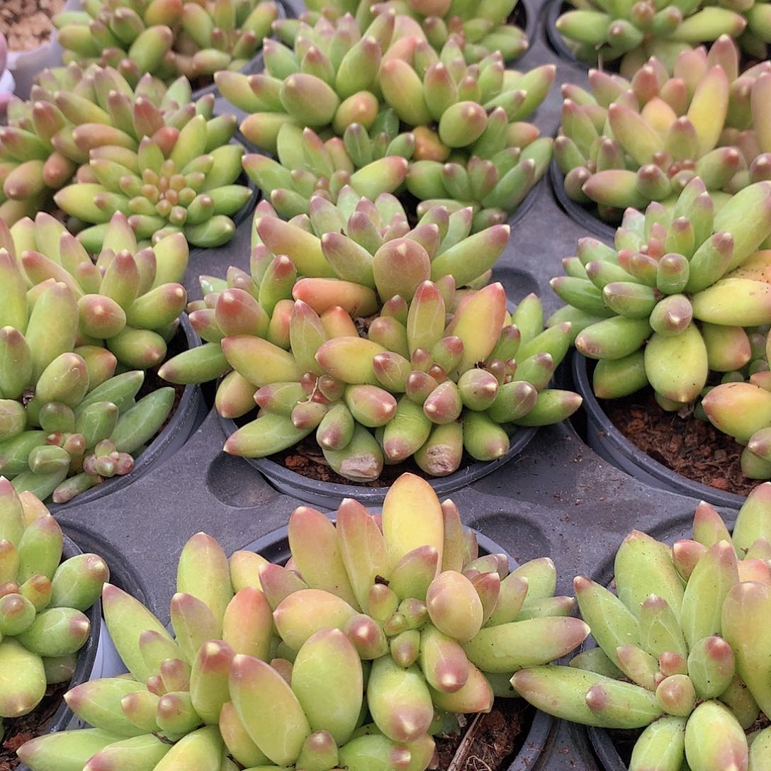 优选千代田467889999900