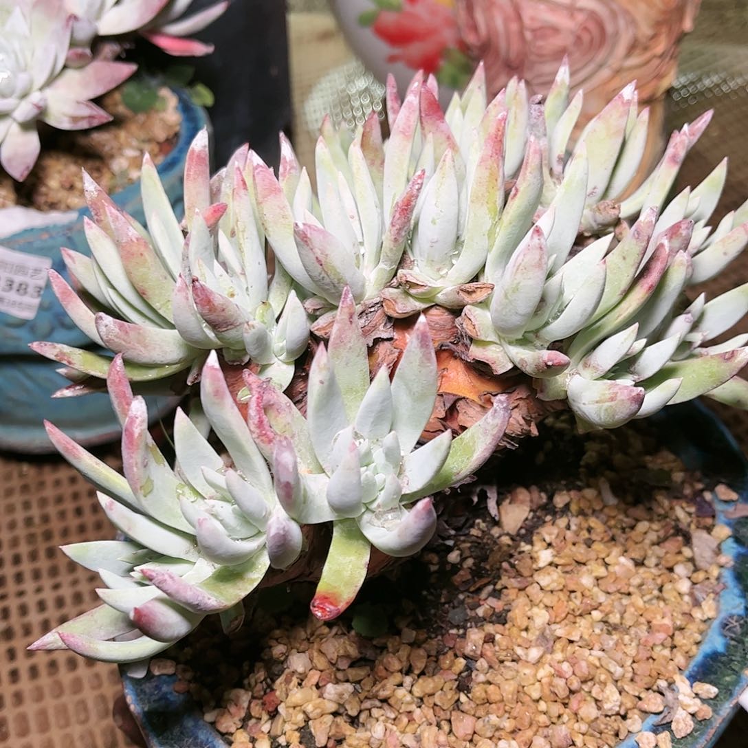 9020刘丹白菊仙女杯多肉