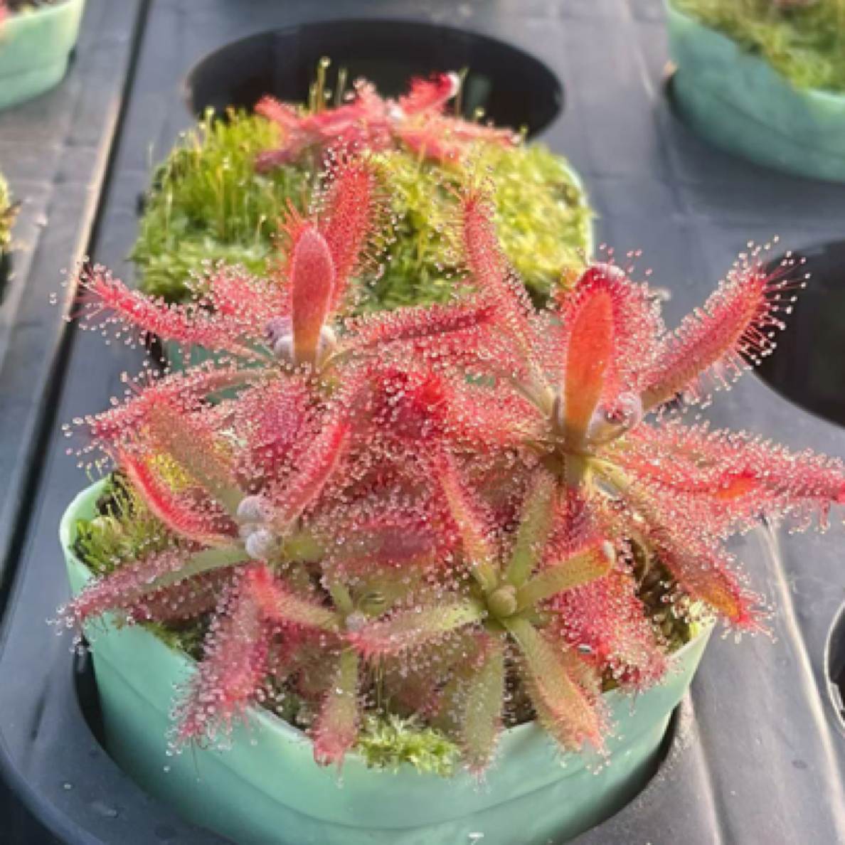 1号直播链接一物一拍包邮造景捕蝇草瓶子草茅膏菜猪笼草食虫植物