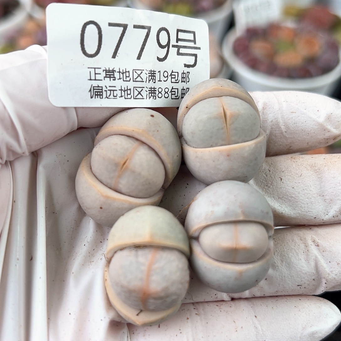 好养易活生石花大母本0779