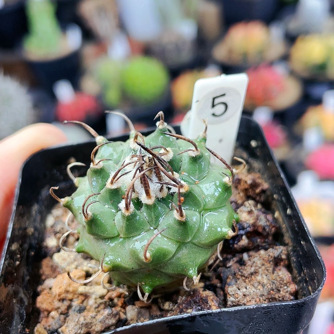 非偏远地区满25包邮仙人球