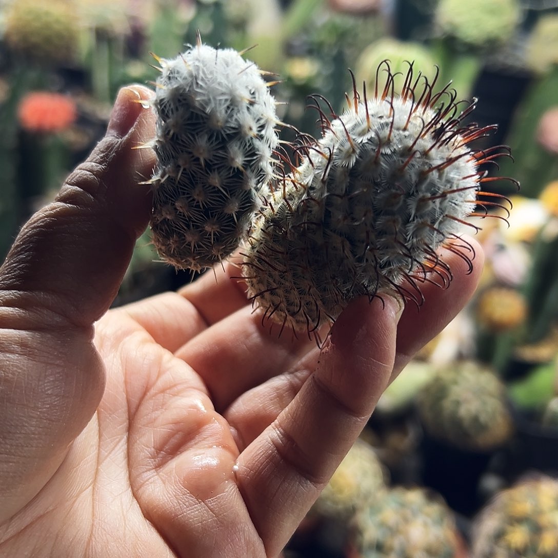 都锦组合侧牙仙人球1111111111