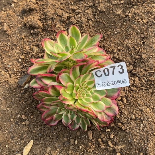 073万白缀多肉植物