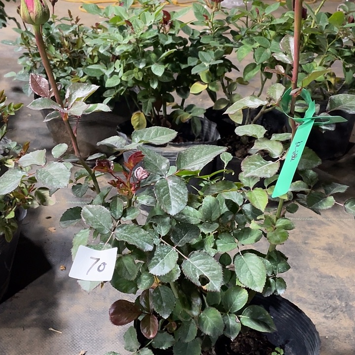 少量花朵（建议范围：2朵-5朵 或40%以下）70红酒