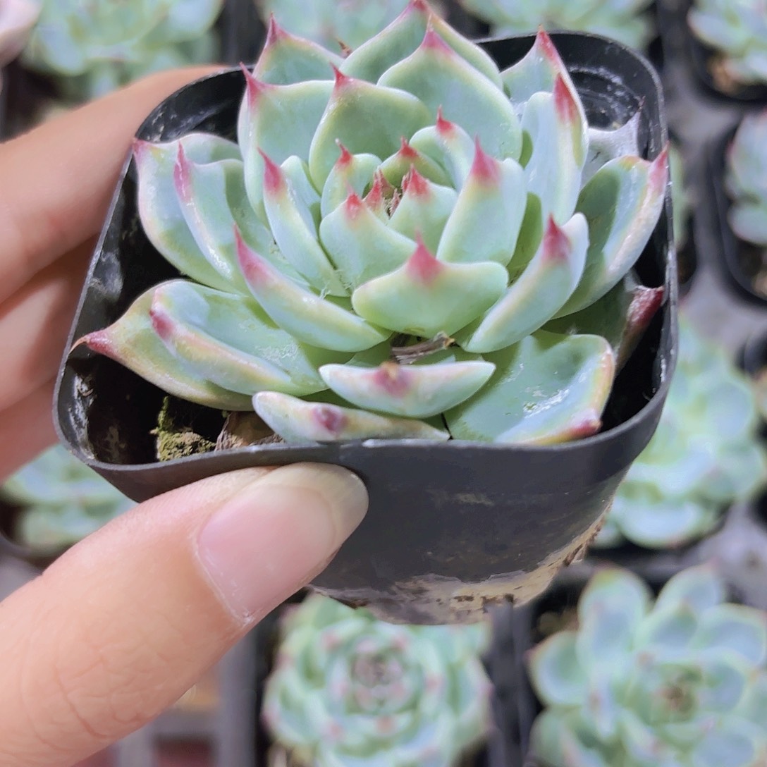 精品吉娃娃多肉植物