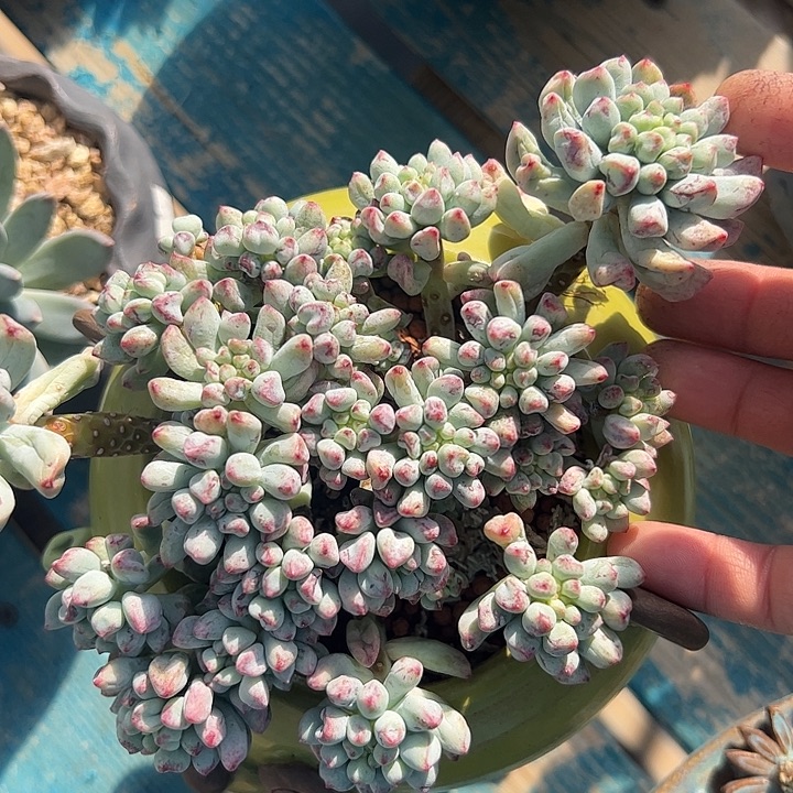 茉莉青缇自然群11