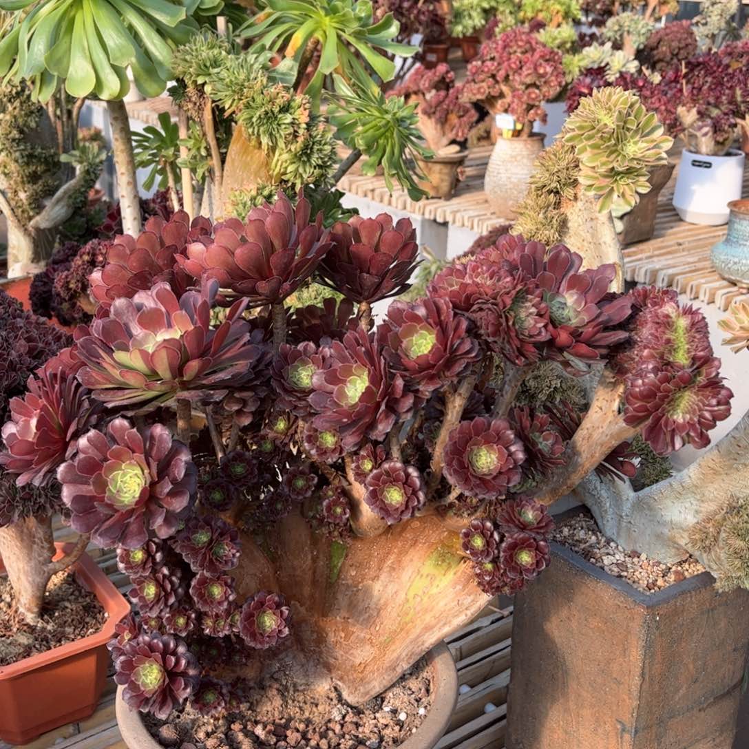 红铜壶朵朵整版精品