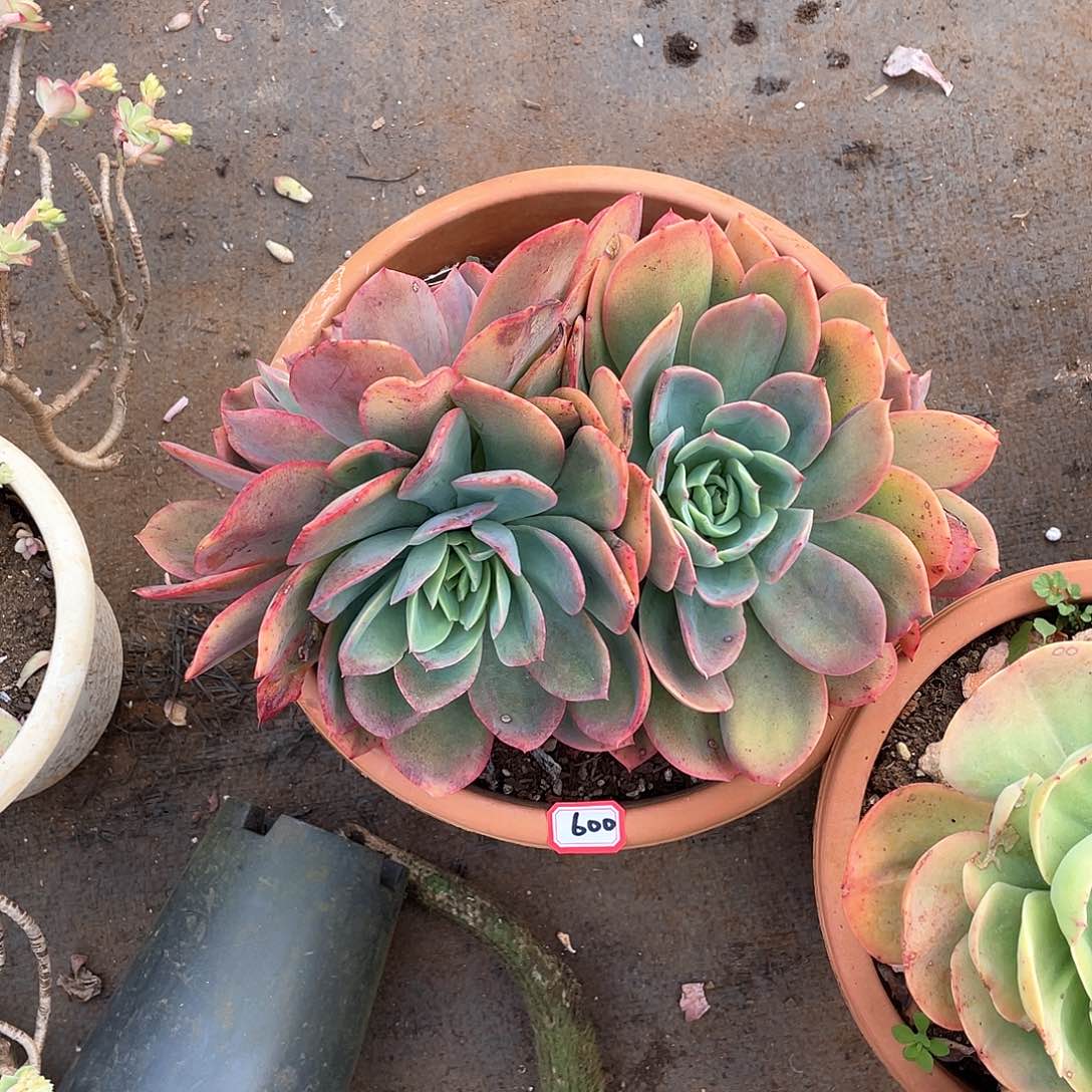 600绮罗 一物一拍多肉