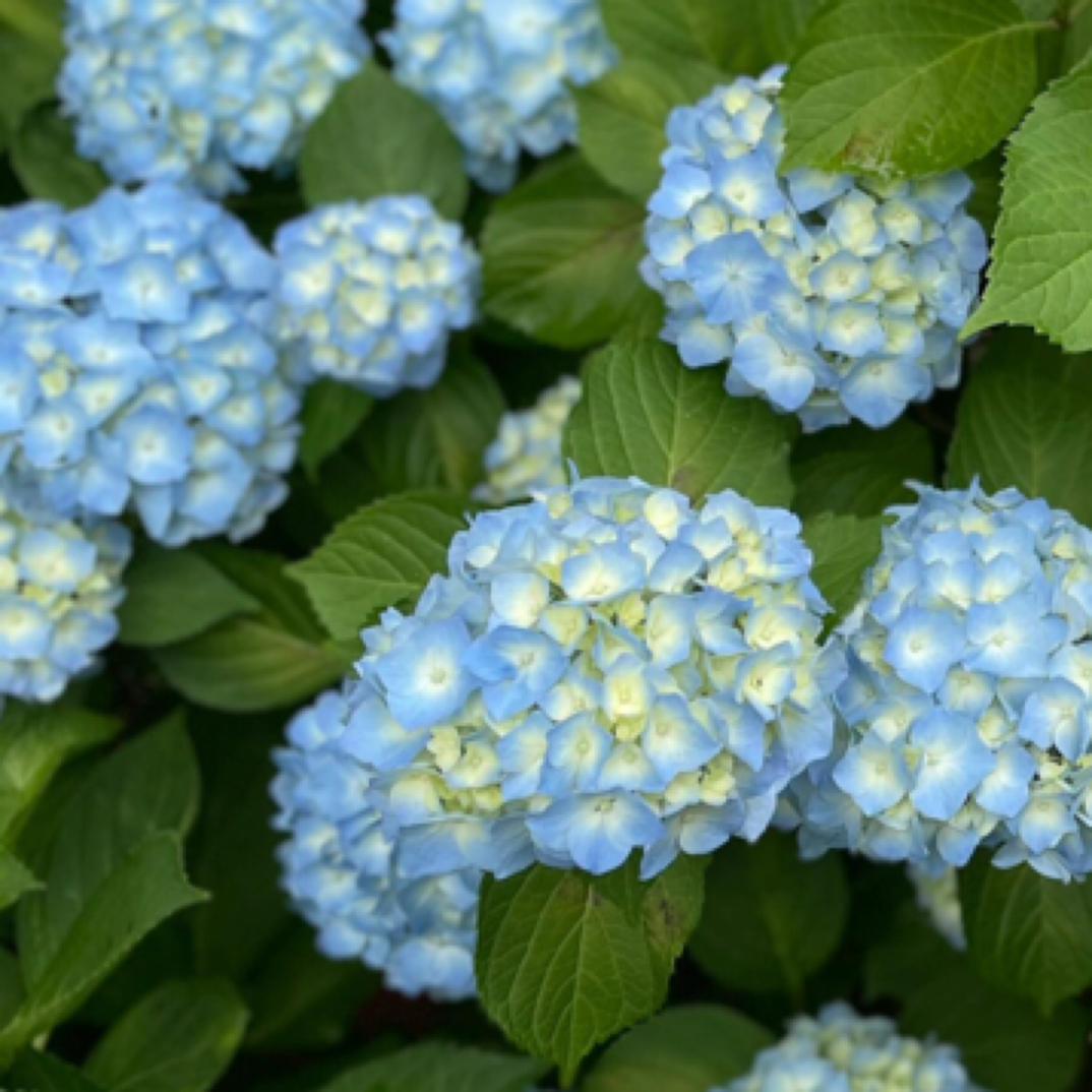 无尽夏绣球花2加仑带盆栽好