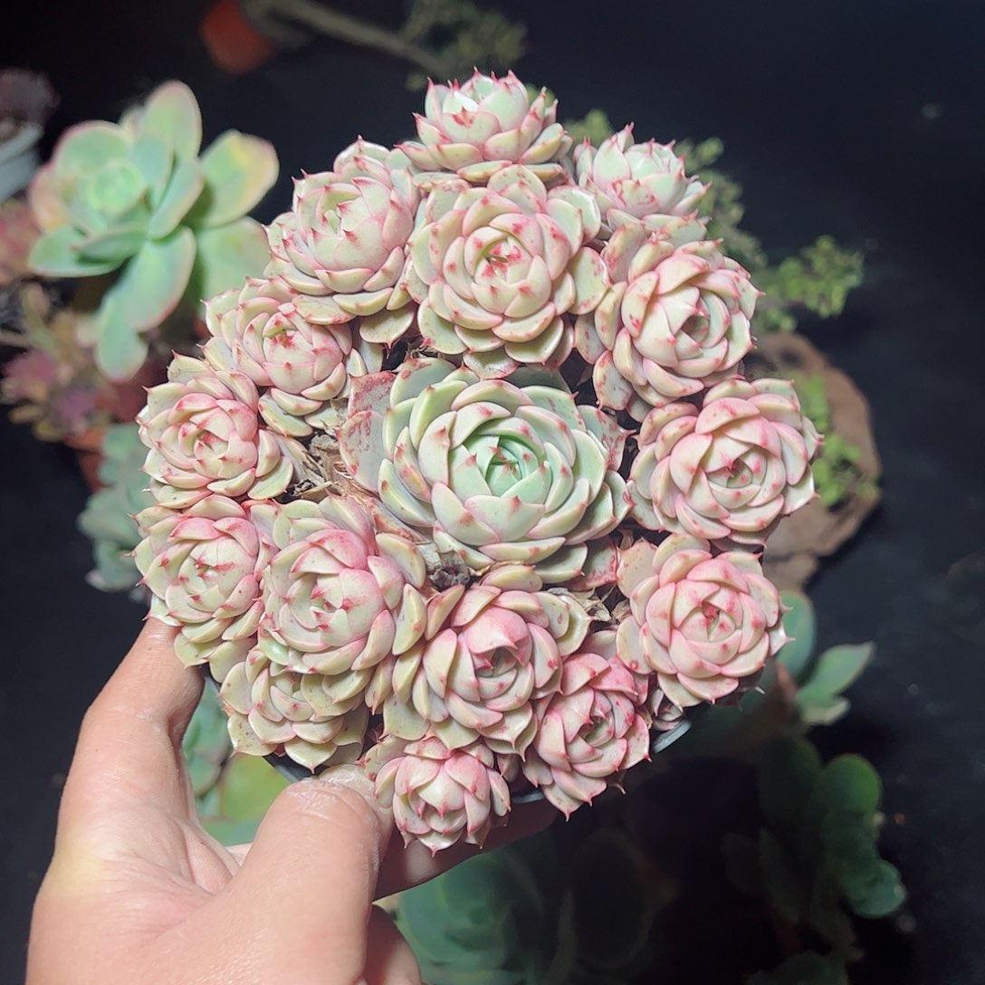 ʕ****苯巴蒂斯手捧整桩2263