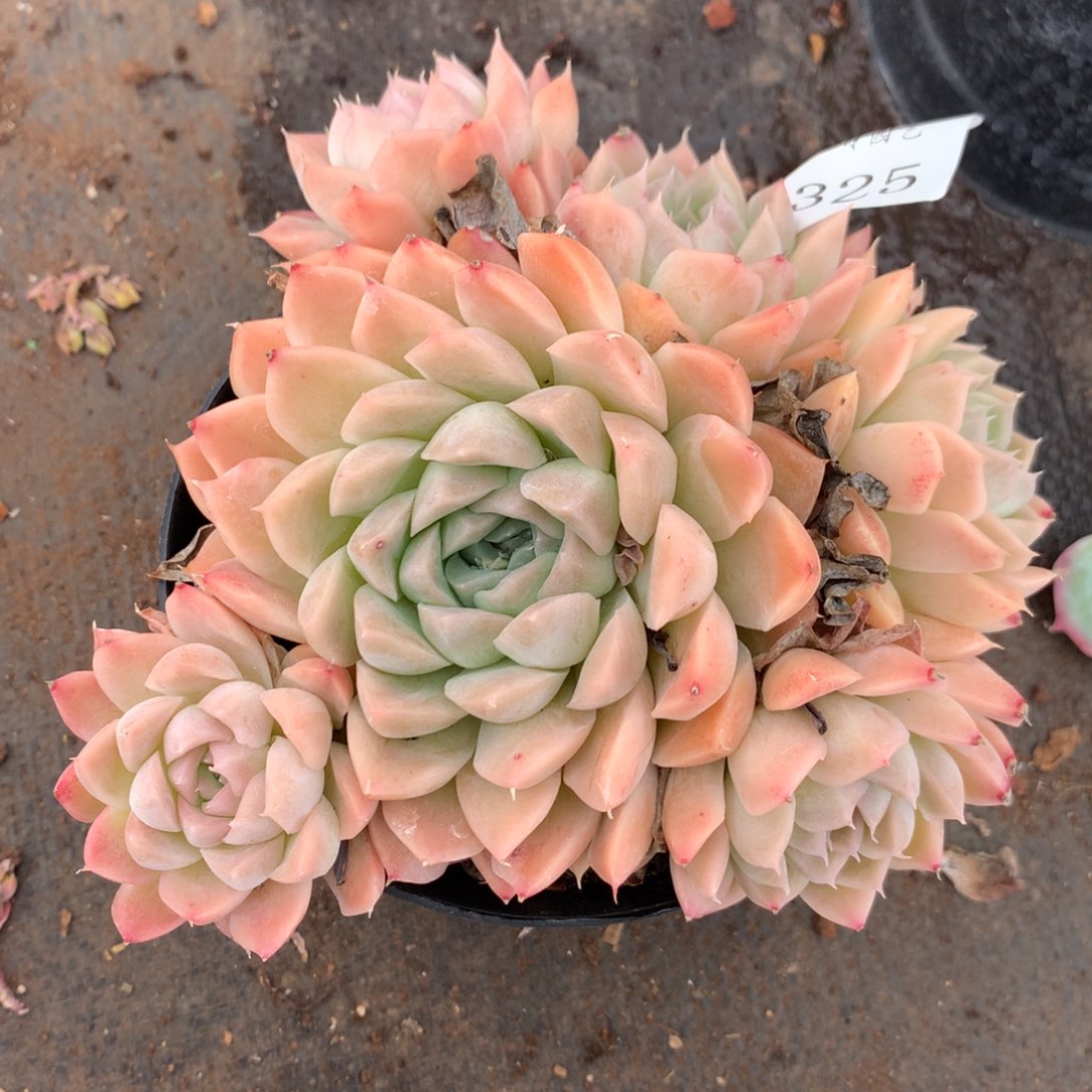 325杂交多肉老桩14冠