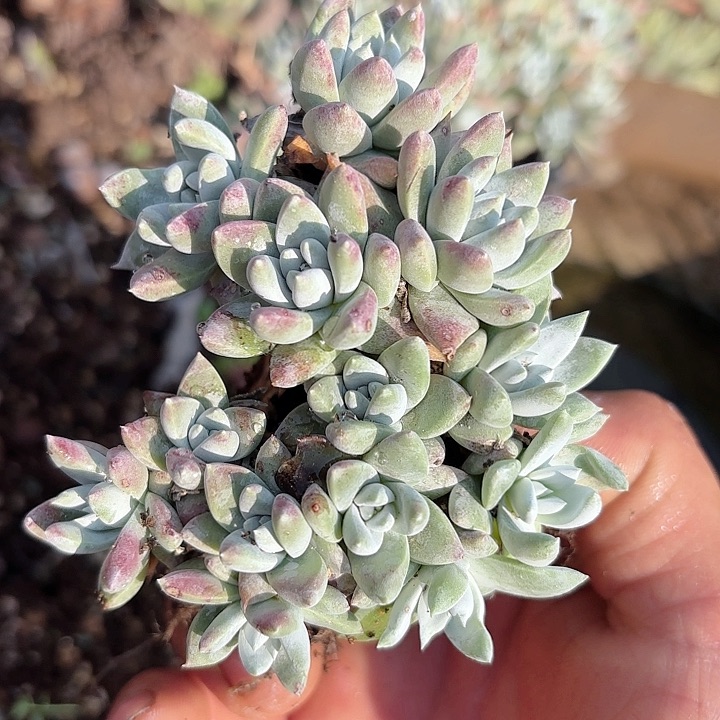 仙女杯多肉植物提取