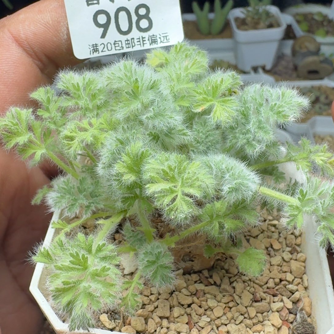 羽叶杨奎带盆土。          