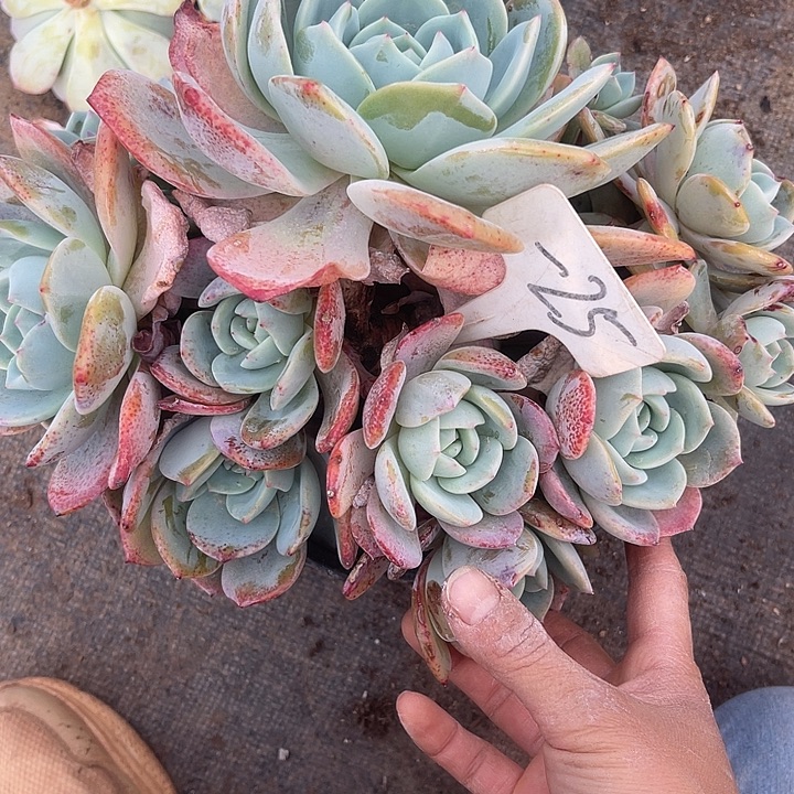 两单包邮，一物一拍25凤橙