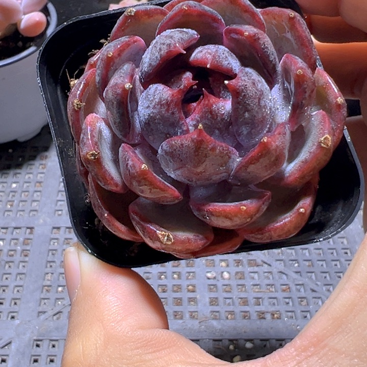 蓝莓【一物一拍】香尔卉园艺