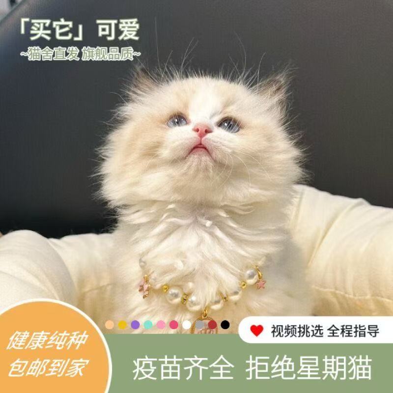 多种品种幼猫如英短银渐层蓝猫等