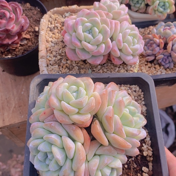 燚*多肉乐园精品冰玉