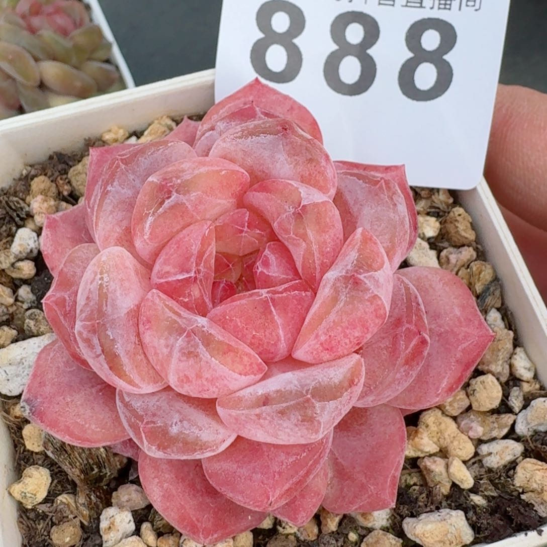 冰魄         精品多肉