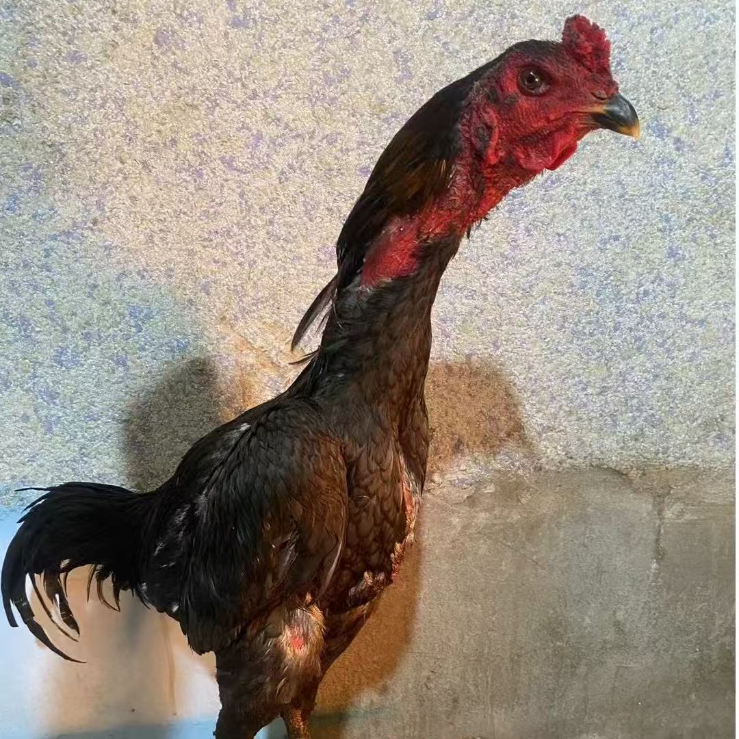 北海精选土炮；斗鸡 包冰率10%以内