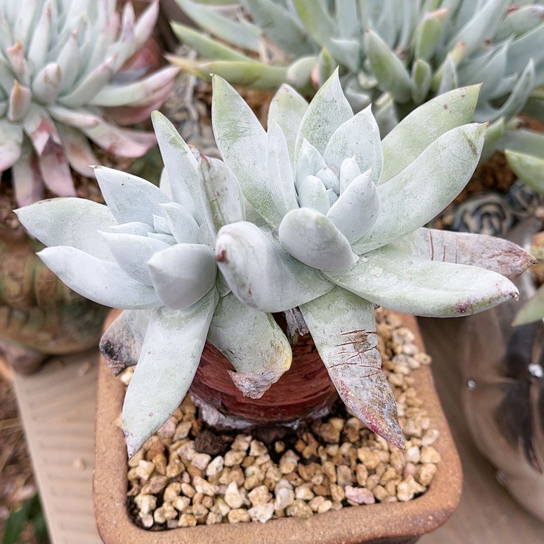 9296赛李娜仙女杯多肉