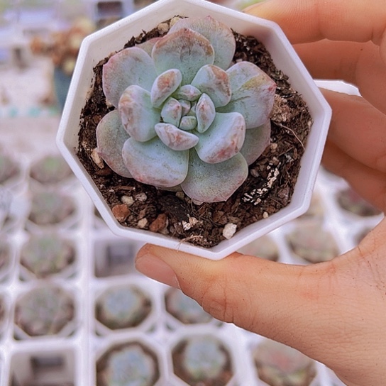 橙子石化带盆9.9包邮