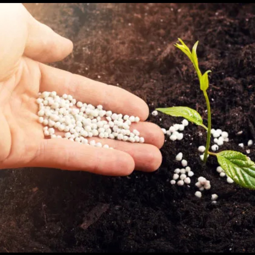 蓝莓苗小护卫，氮磷钾，澎果钾肥，平衡肥，一包混合