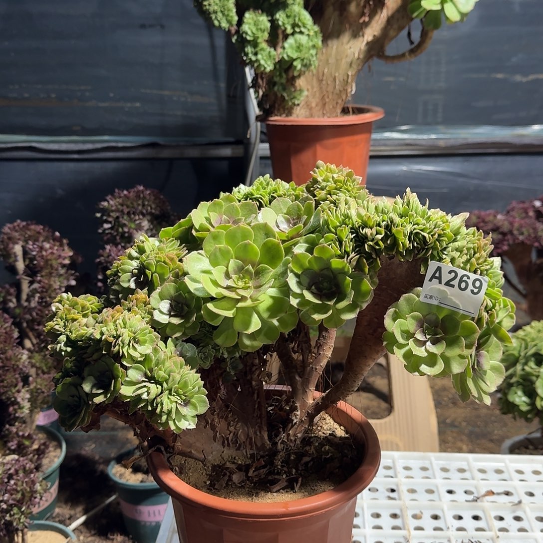 269万缀朵朵一颗呀呀