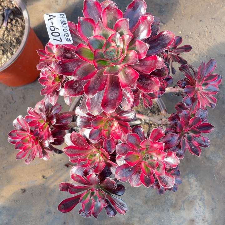 607香多肉12344678多肉