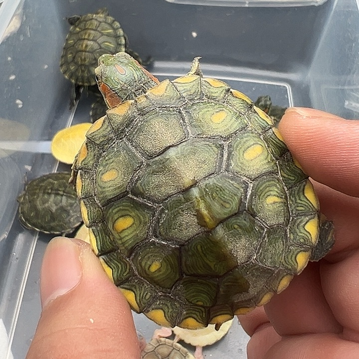 绿毛龟母巴西龟梵高