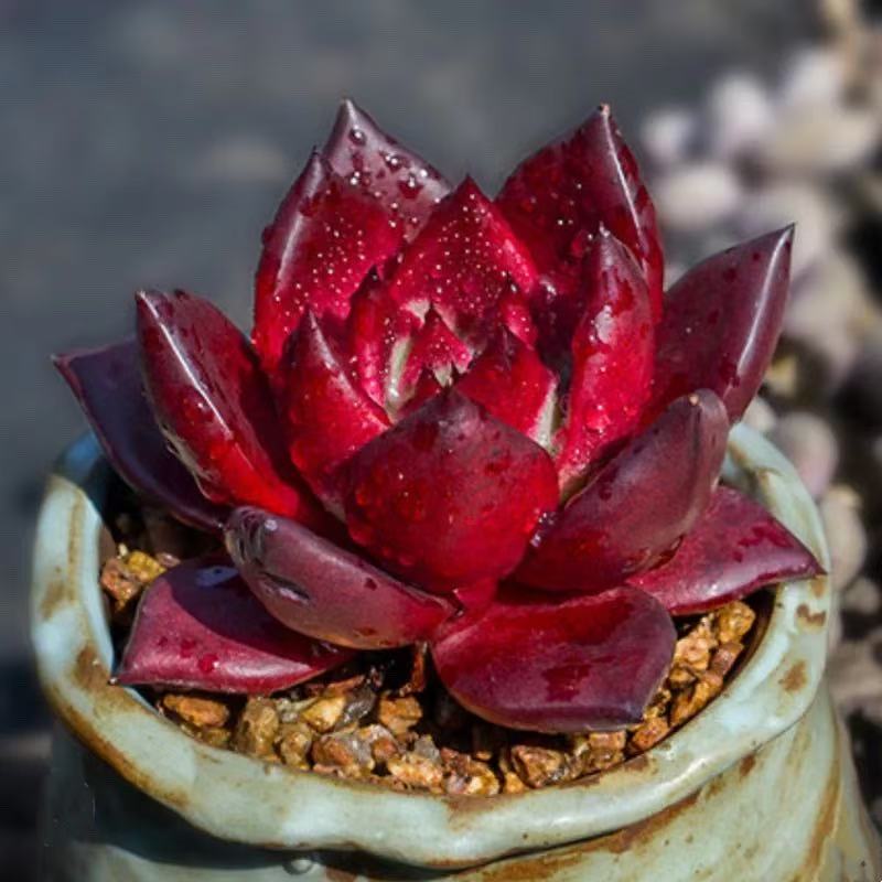 卡宴多肉植物4-5cm【带塑料盆】