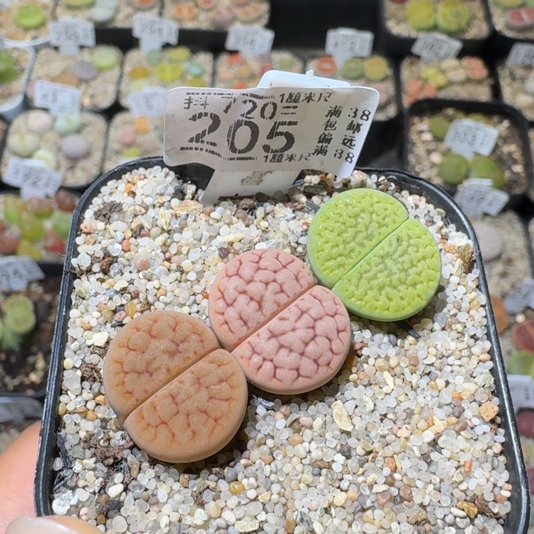 S***lSss清仓价便宜了205