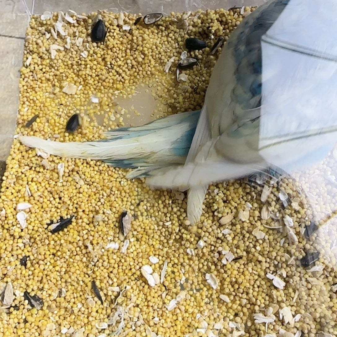 虎皮鹦鹉金彩金彩