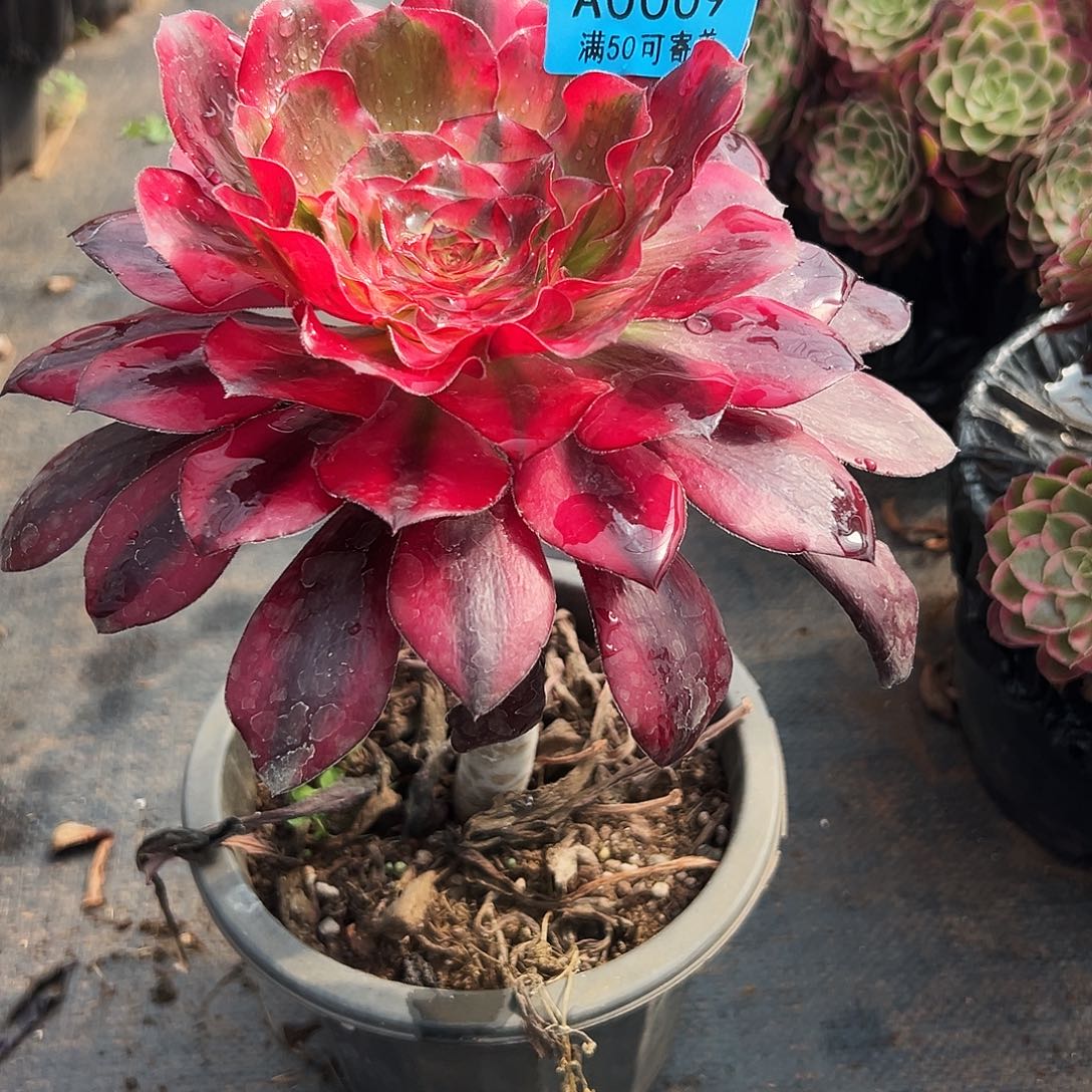 0009多肉植物乌毒白