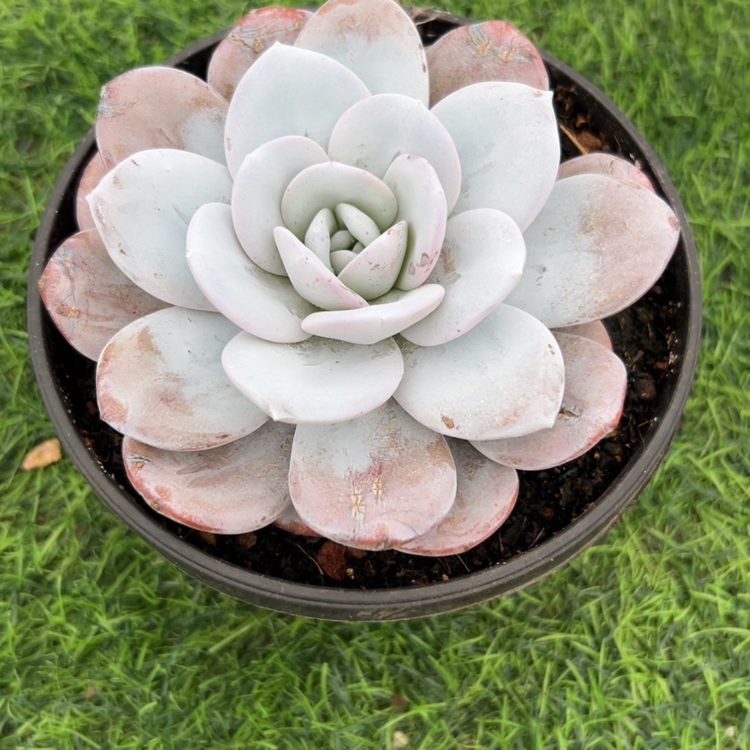 赛***雪雪，莲……单头……发货……