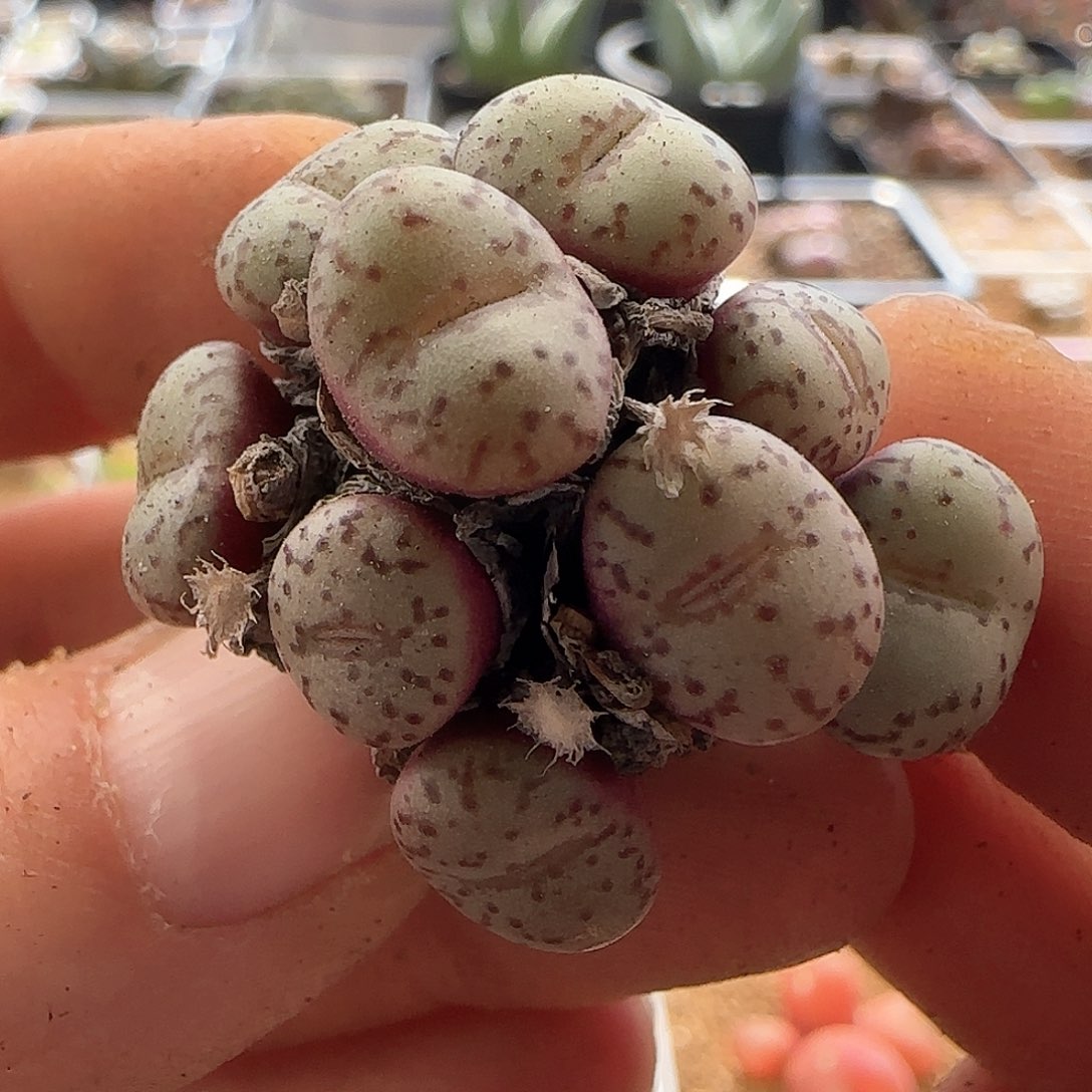 28包邮脱土发货27037