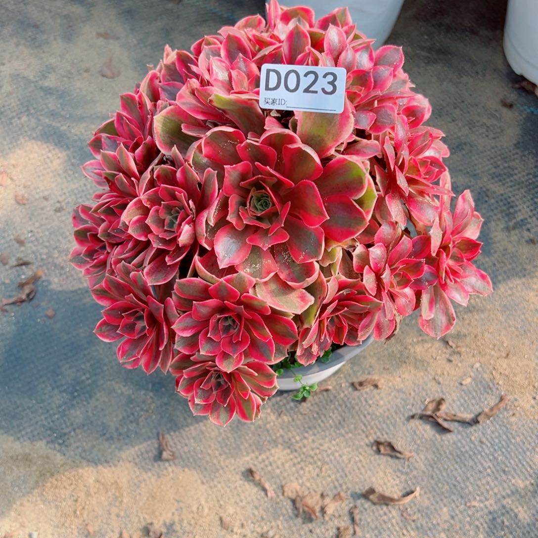 023女妖多肉植物法师多肉