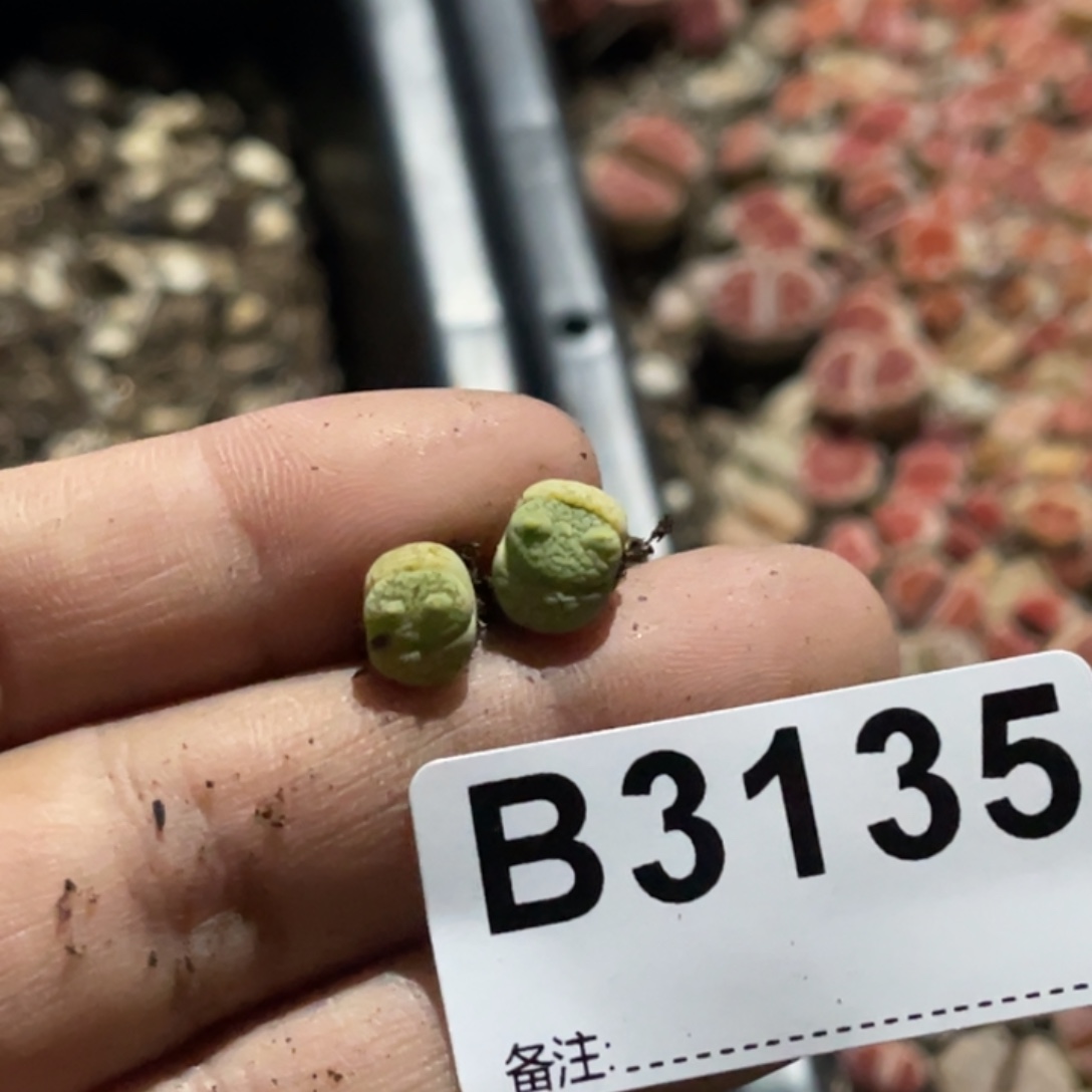 绝***师3135巴里2颗专拍的