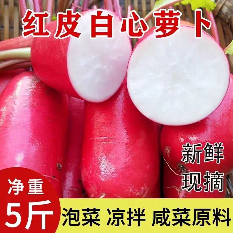湖北高山新鲜红皮白心萝卜可用于炒菜炖汤泡菜的优质蔬菜腌制现摘