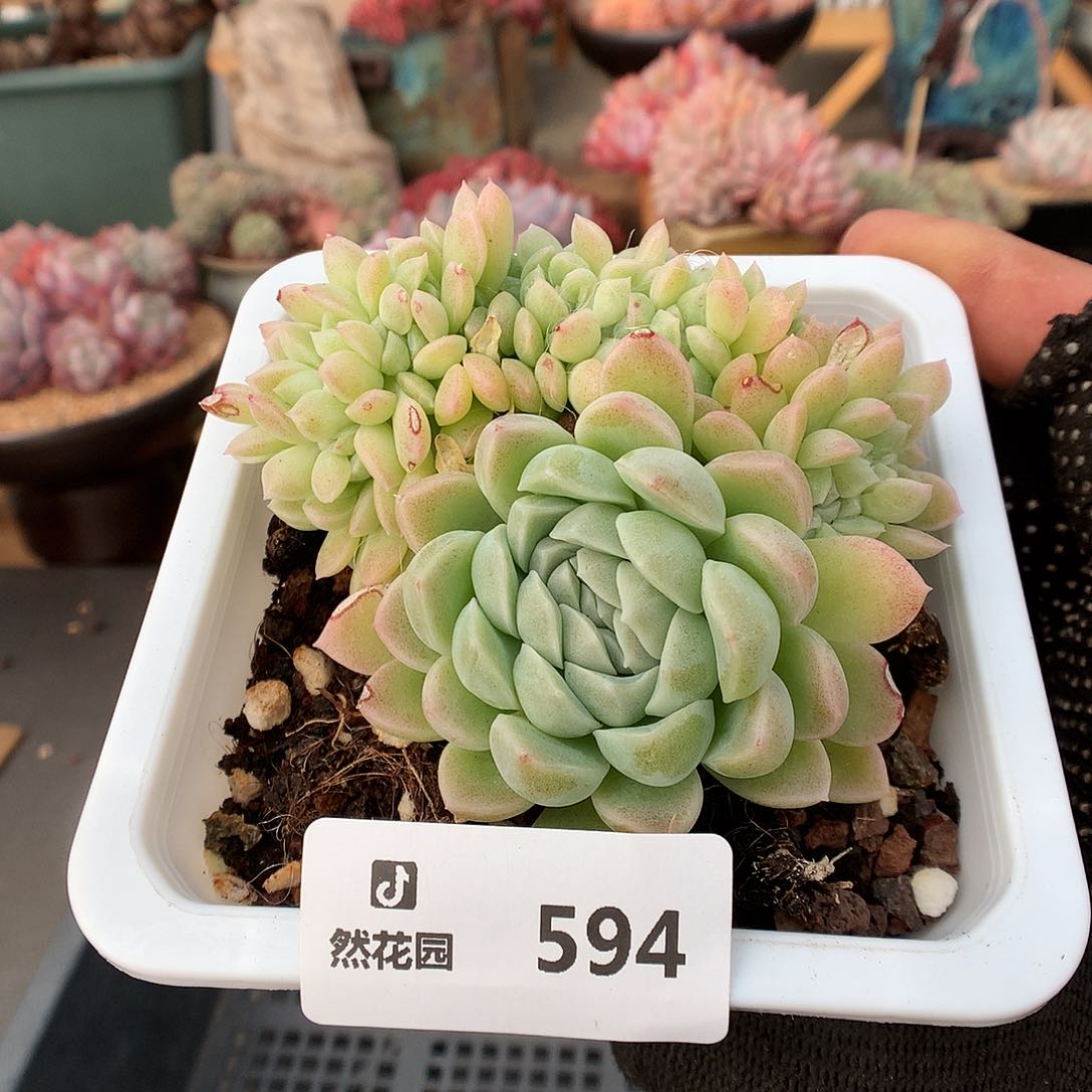 594奶油美人多肉植物