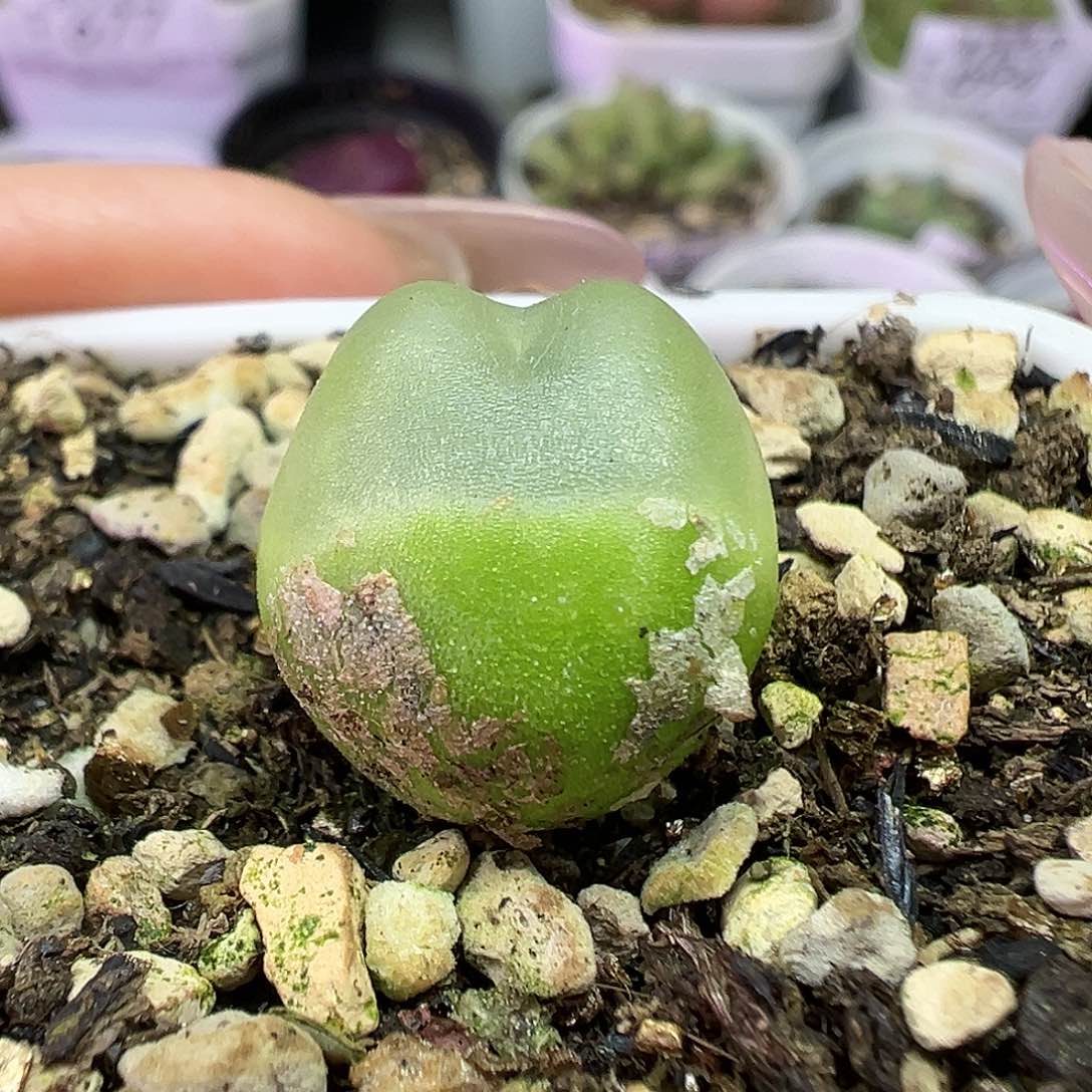 701拉登带盆土发货
