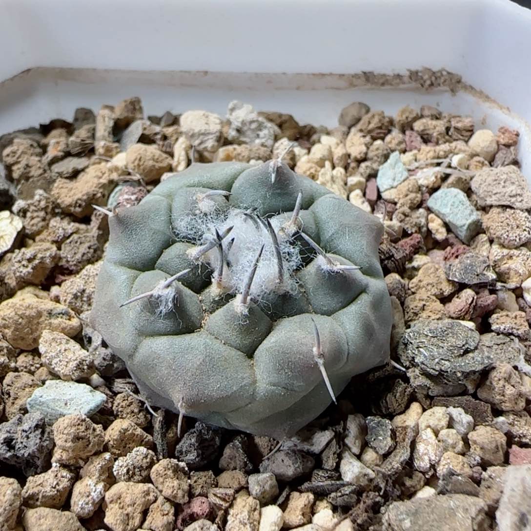 实生佛头冬云2.6厘米